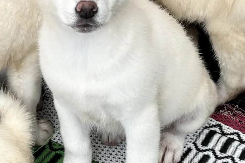 Japanese Akita Inu