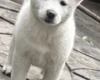 Japanese Akita Inu