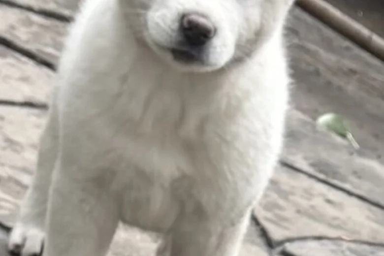 Japanese Akita Inu