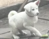 Japanese Akita Inu