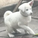 Japanese Akita Inu