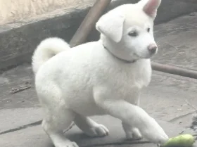 Japanese Akita Inu