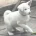 Japanese Akita Inu