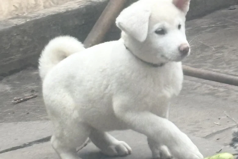 Japanese Akita Inu