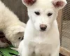 Japanese Akita Inu