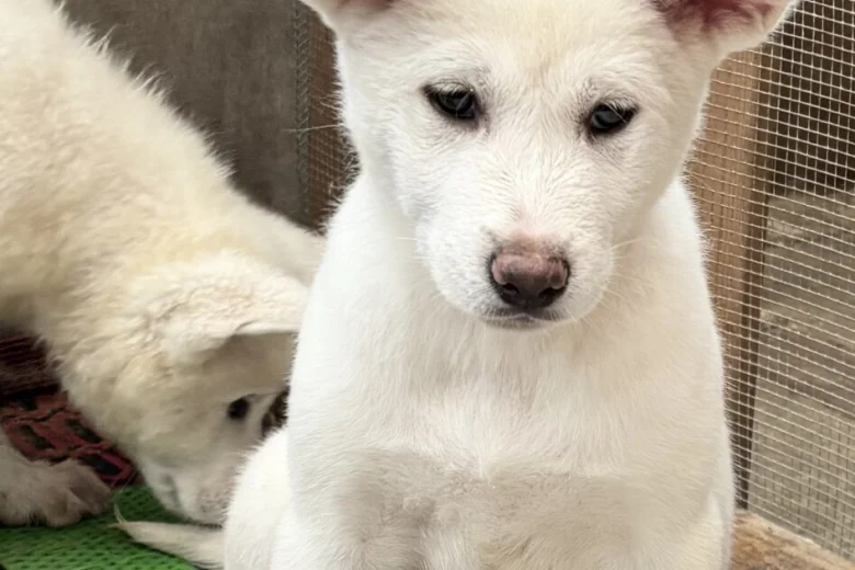 Japanese Akita Inu