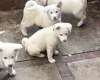 Japanese Akita Inu