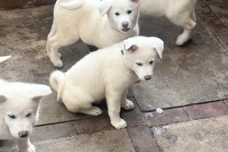 Japanese Akita Inu