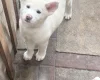 Japanese Akita Inu