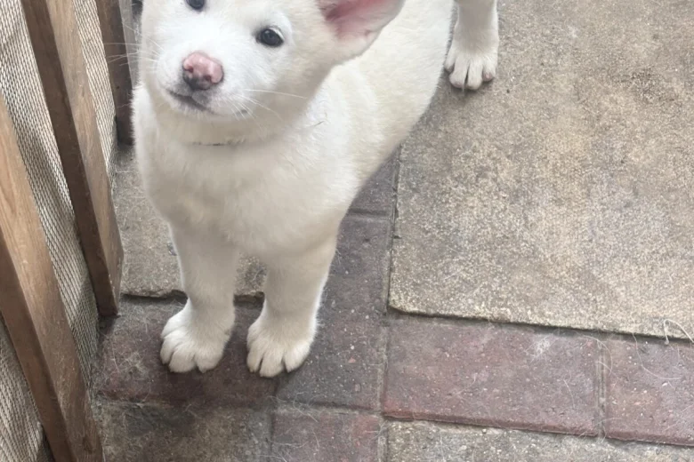 Japanese Akita Inu