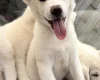 Japanese Akita Inu