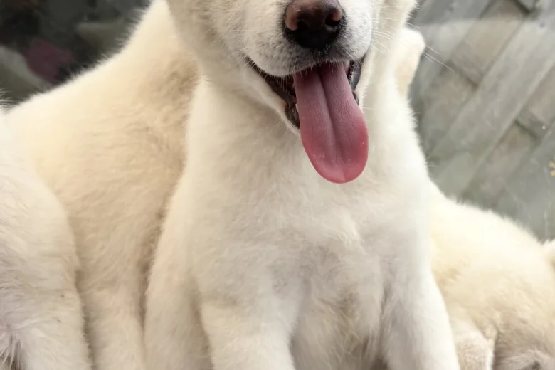 Japanese Akita Inu
