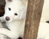 Japanese Akita Inu