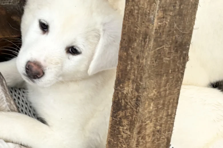 Japanese Akita Inu