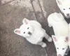 Japanese Akita Inu