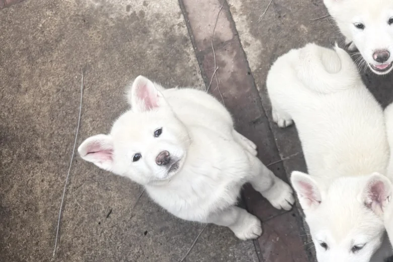 Japanese Akita Inu