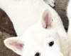 Japanese Akita Inu