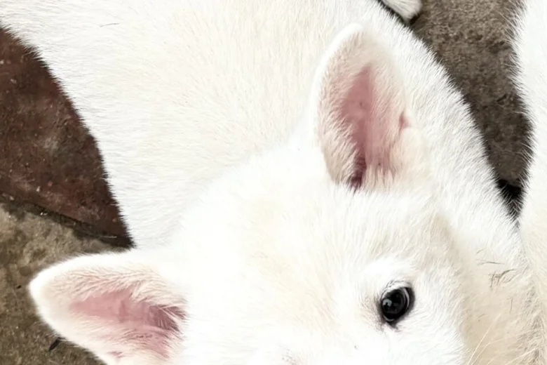 Japanese Akita Inu
