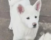 Japanese Akita Inu