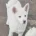 Japanese Akita Inu
