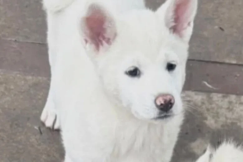 Japanese Akita Inu