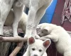 Japanese Akita Inu