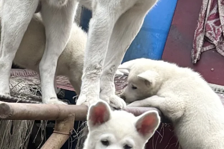 Japanese Akita Inu
