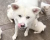 Japanese Akita Inu