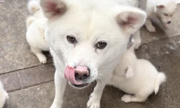 Japanese Akita Inu