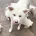 Japanese Akita Inu