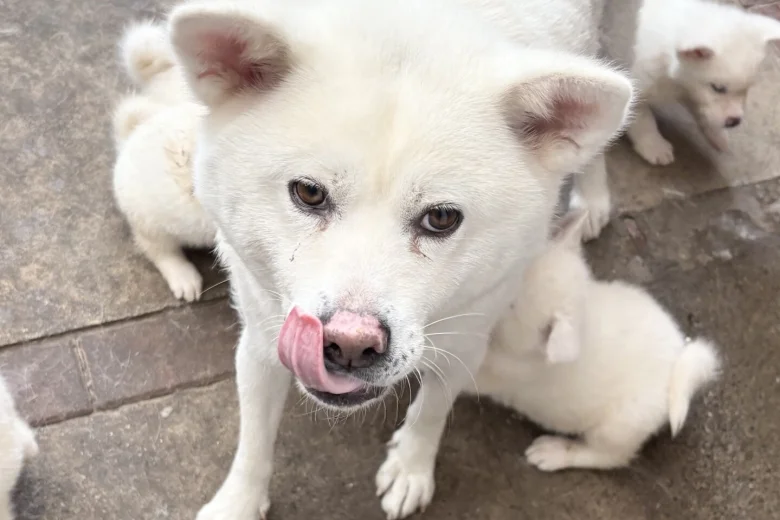 Japanese Akita Inu