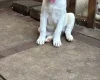 Japanese Akita Inu