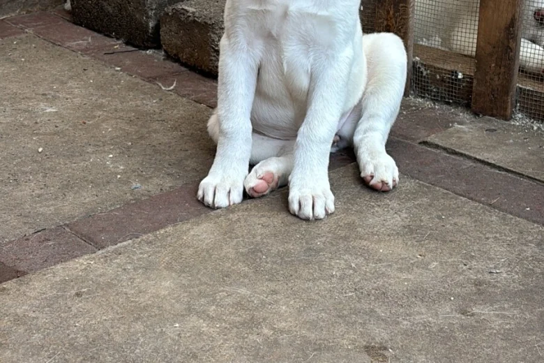 Japanese Akita Inu