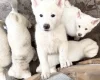 Japanese Akita Inu