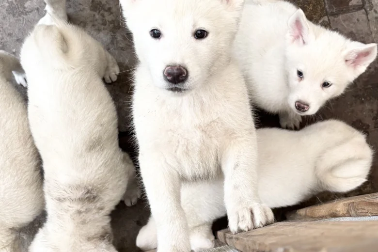 Japanese Akita Inu