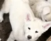 Japanese Akita Inu