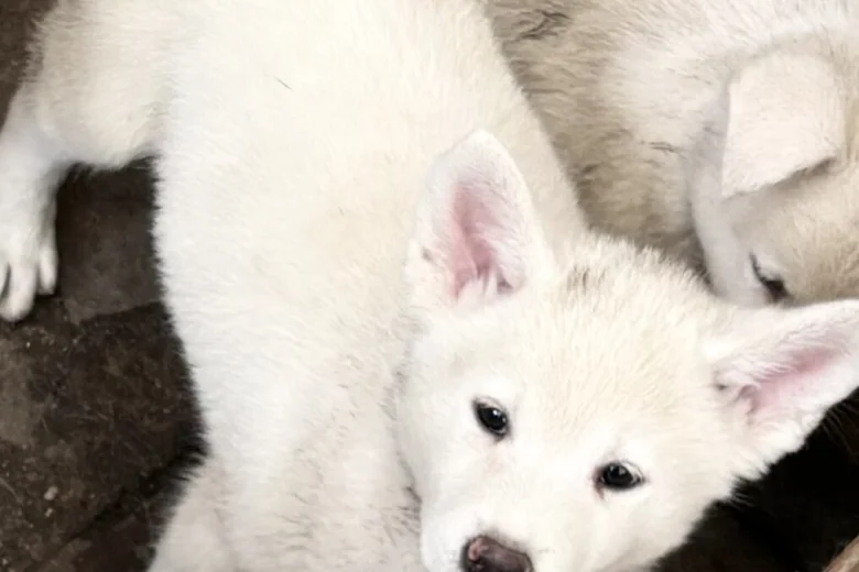 Japanese Akita Inu