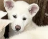 Japanese Akita Inu