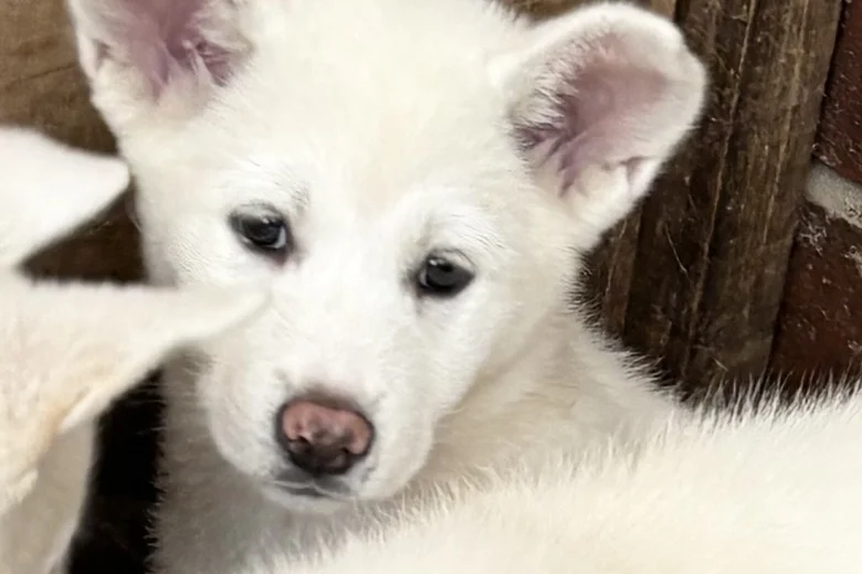 Japanese Akita Inu