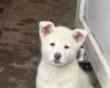 Japanese Akita Inu