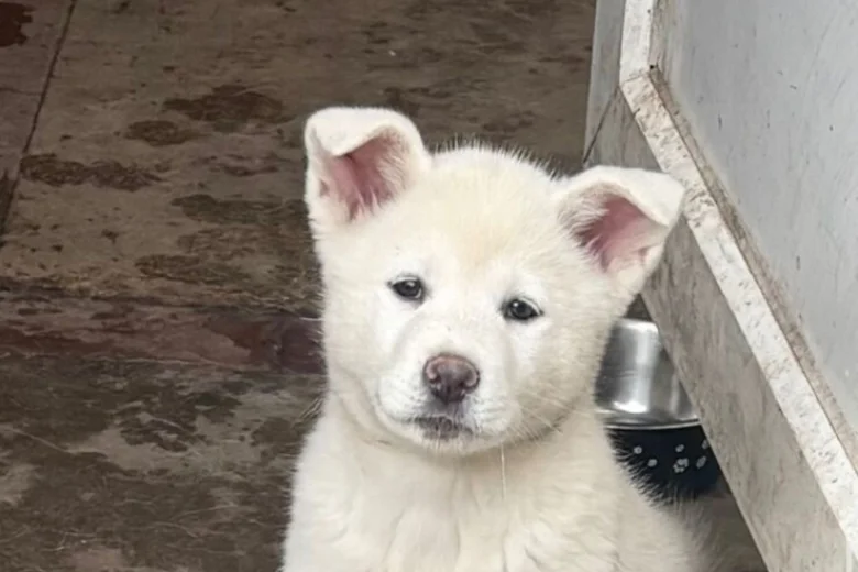 Japanese Akita Inu