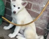 Japanese Akita Inu