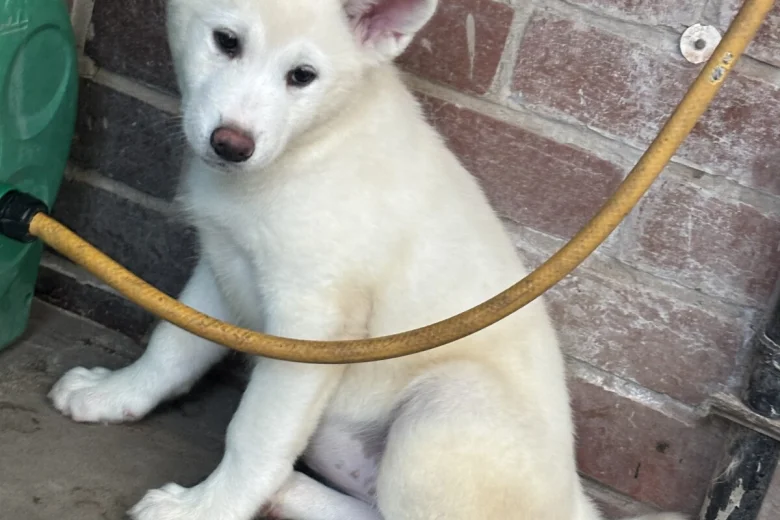 Japanese Akita Inu