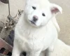 Japanese Akita Inu