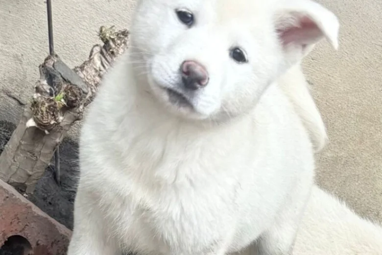 Japanese Akita Inu