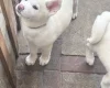 Japanese Akita Inu