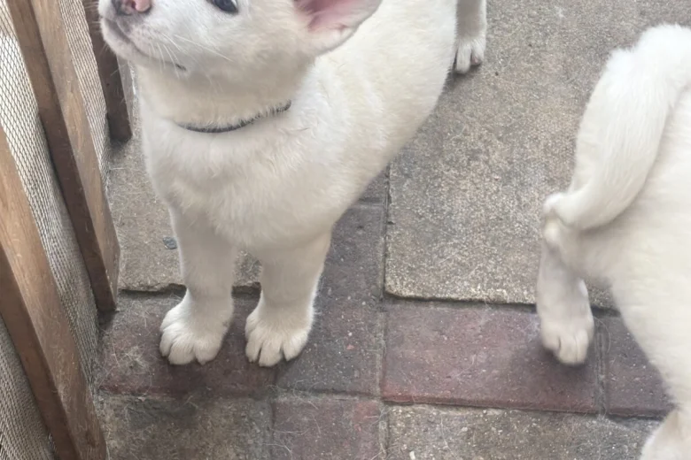 Japanese Akita Inu