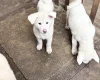 Japanese Akita Inu