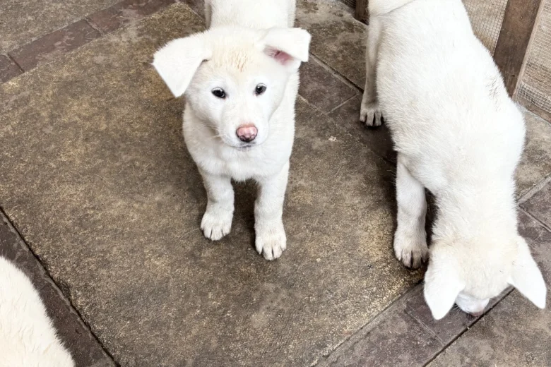 Japanese Akita Inu