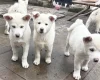 Japanese Akita Inu